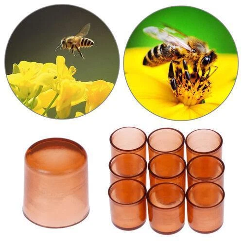 Beekeeping Box with 500 Cell Cups for Queen Rearing and Cultivating Cage