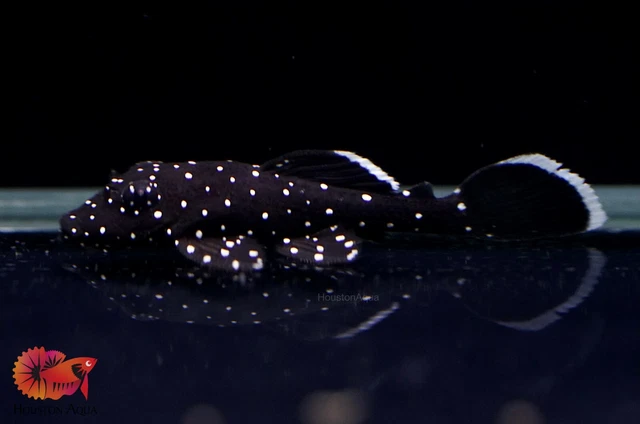 (1) L183 STARLIGHT BRISTLENOSE PLECO - Live Premium Pleco Grade A+ Size 1.2"