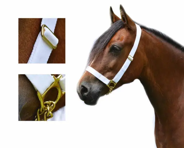 1" Web Adjustable White In Hand Show Halter Chain Lead Welsh Pony Cob M&M Cobs