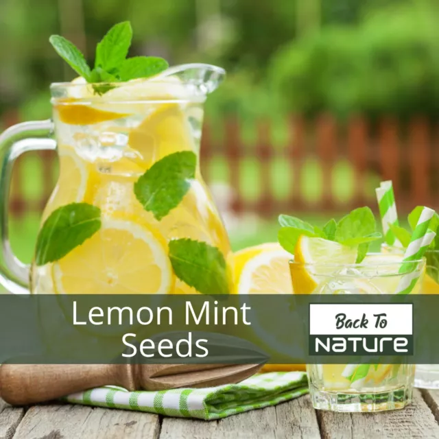 Lemon Mint Herb Seeds - Non Gmo - Fast Growing & Tastes Great - Fast Shipping