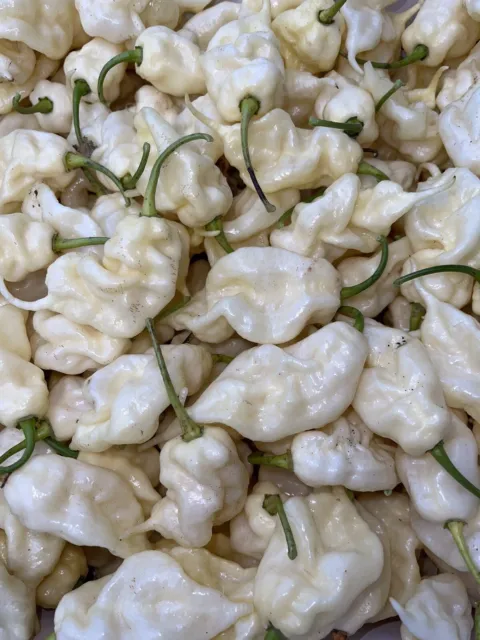 10+ White Ghost Scorpion Pepper Seeds. 100% Organic, Grown In 2023 .  SUPERHOT