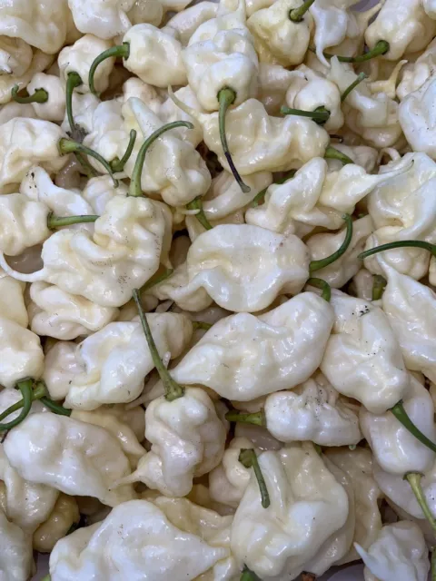 50+ White Ghost Scorpion Pepper Seeds. 100% Organic, Grown In 2023 .  SUPERHOT