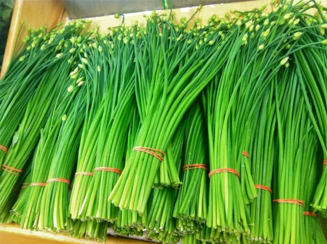 100+ Graines Ciboule de Chine ,Chinese chives , Allium tuberosum seeds