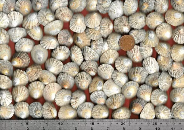 98 UK NORTH SEA worn beach LIMPET sea shells 360g Dunbar Scotland Ocean crafts