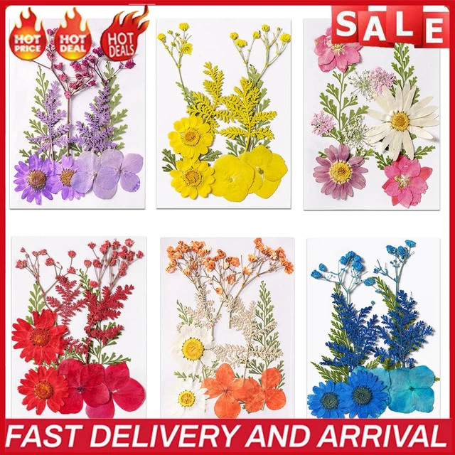 Paquete de material floral prensado real muestra de planta para marcadores naturales