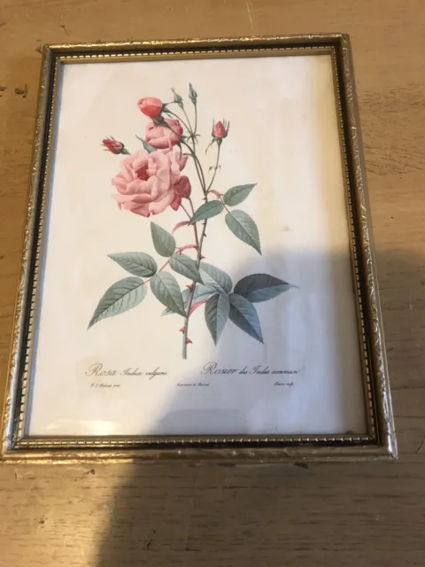 Framed Vintage Rosa indica Vulgaris Botanical China Rose Art Print- Wall Hanging