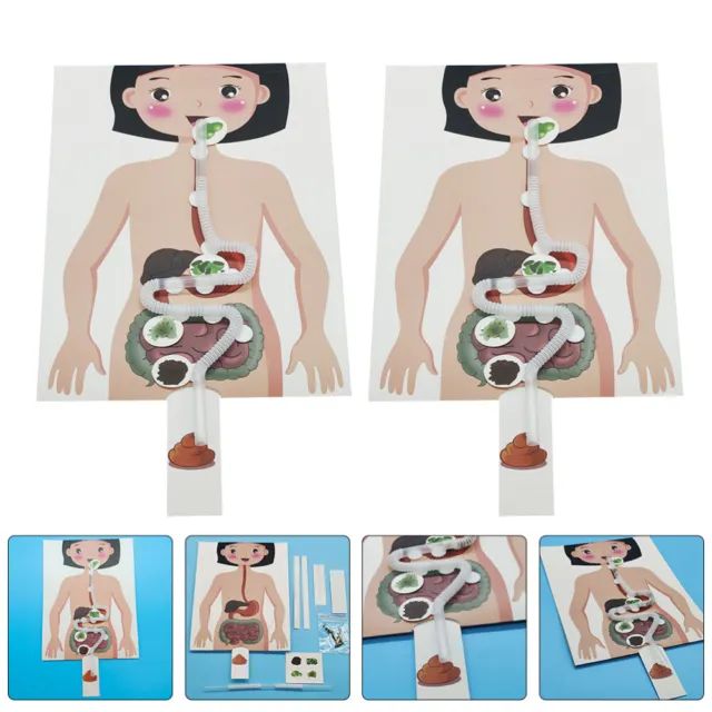 2 Sets Digestive System Model Human Stomach Teaching Prop Body