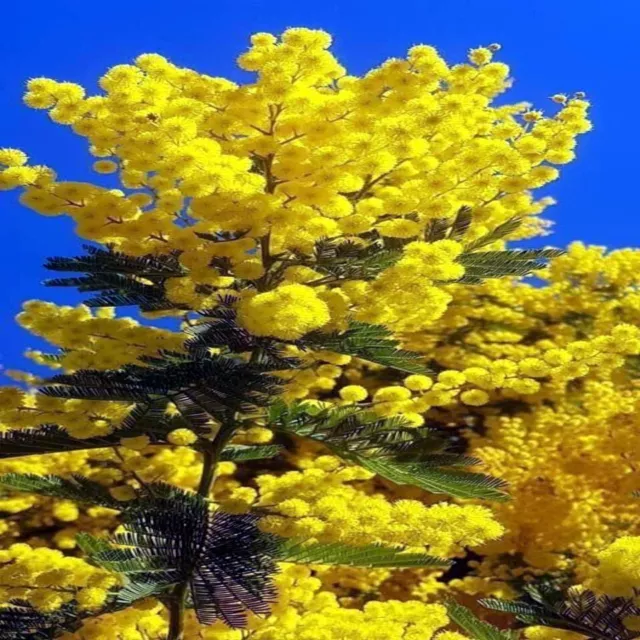 10 SWEET ACACIA Mimosa Tree Seeds (Acacia farnesiana) Wattle Flower Fast Growing