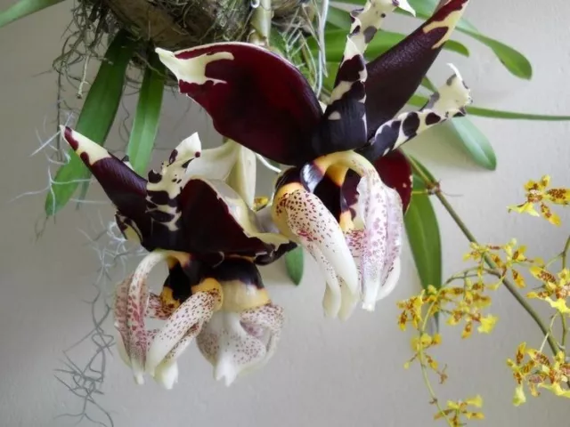 Orchid Orchidee Stanhopea tigrina var. nigroviolacea FRAGRANT (45 Sr)