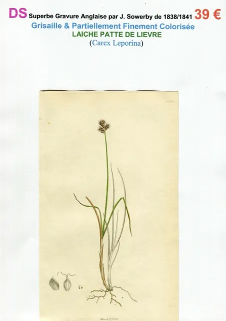 XIX ème - LAÎCHE PATTE DE LIEVRE (Carex Leporina) Superbe Gravure de 1838/1841