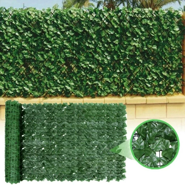 geigenfeige 2m Echte XXL Geigenfeige mit 2 Stämmen 120-130cm – Green Me Up main image 0