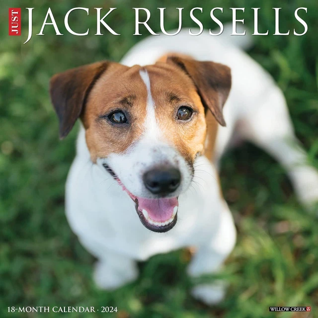 Just Jack Russells - 2024 Calendario da Parete - Nuovo - 34118