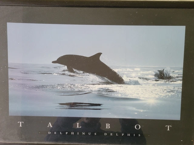 VINTAGE BOB TALBOT Framed Art Print Daus Des Dauphins Dolphins