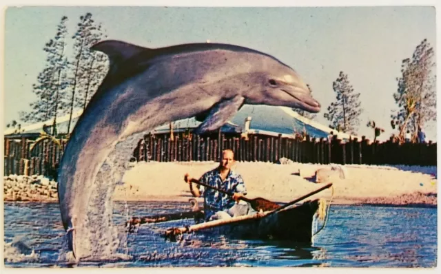 Sea World Sandy Dolphin Fishermans Surprise Lagoon San Diego California Postcard