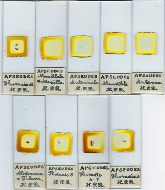 Collection of 9 Apseudes sp. (Crustacea) Microscope Slides