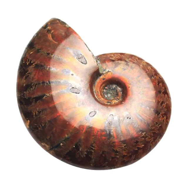 1 pieza Sonda de amonita natural de amolita piedras fósiles de Madagascar 4-5 cm V6J7 V6J7