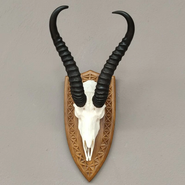 Gacela Antílope Trofeo de Calavera En Escudo de Trofeo Hl 33 CM de Decoración