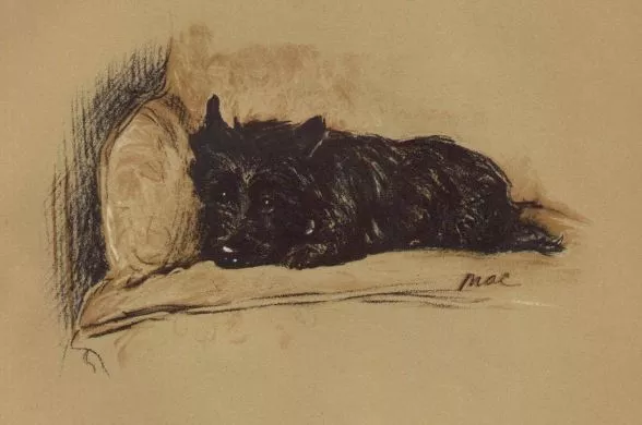 Cairn Terrier - Lucy Dawson Dog Print - MATTED