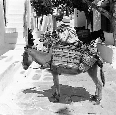 Négatif 6 x 6 Mules Ânes Rue du Village Grèce SANTORIN c.1950 GRE 61 
