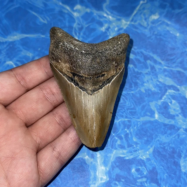 Megalodon Shark Tooth 3.55” Huge Teeth Big Meg Scuba Diver Direct Fossil Nc 8103