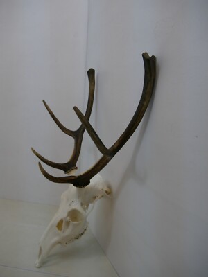 Large red deer antlers complete skull with jaws hunting luxury home decor 101 