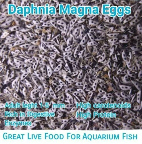 Daphnia Magna Eggs (Water Flea) Great Live Freshwater Aquarium Betta  Fish Food
