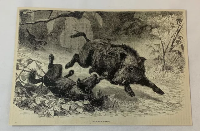 1876 Revista Grabado ~ Wild Boar Caza