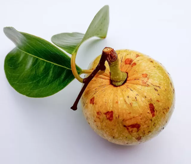 10 Fresh seeds of Annona glabra - Pond Apple - Tropical Fruit