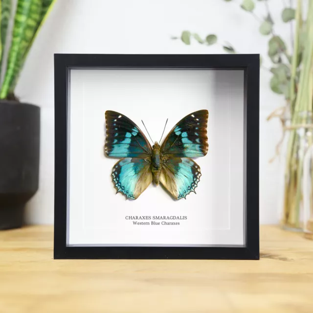 Western Blue Charaxes (Charaxes smaragdalis) Handcrafted Butterfly Frame