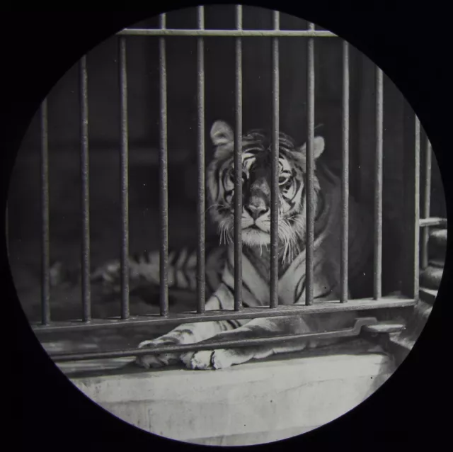 Glass Magic Lantern Slide A CAGED TIGER C1910 PHOTO ZOO