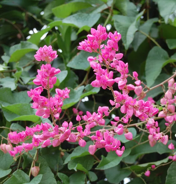 Antigonon Leptopus - 10 Seeds - Mexican Creeper / Coral Vine