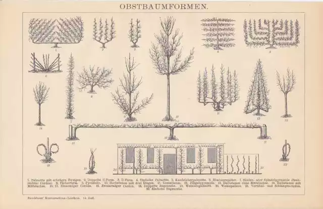 Spalierobst Schnittformen Enrejado Grabado en Madera De 1898