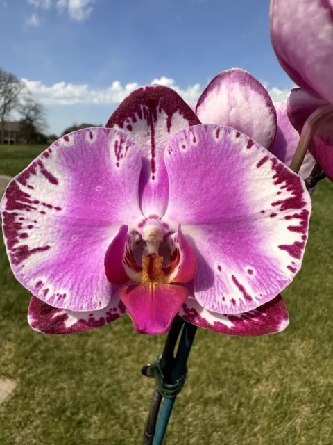 Orchid Phalaenopsis Phal. Pearl Beauty. Slightly Variegated Leaves. Bloom Size.