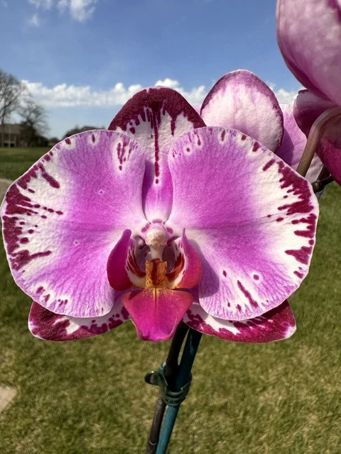 Orchid Phalaenopsis Phal. Pearl Beauty. Slightly Variegated Leaves. Bloom Size.