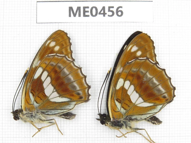Butterfly. Limenitis moltrechti. Shaanxi, Ankang, Ningshan county. 2M. ME0456.