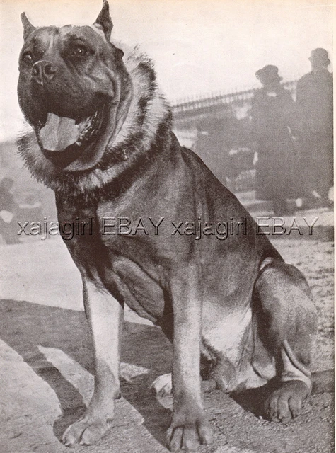DOG Dogue de Bordeaux French Mastiff Bordeauxdog Portrait, Vintage Print 1930s