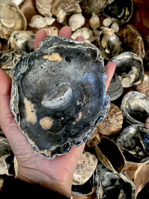 Sea Shells NaturalPacific,Native,Kumamoto Oysters 1 Big or random selection size