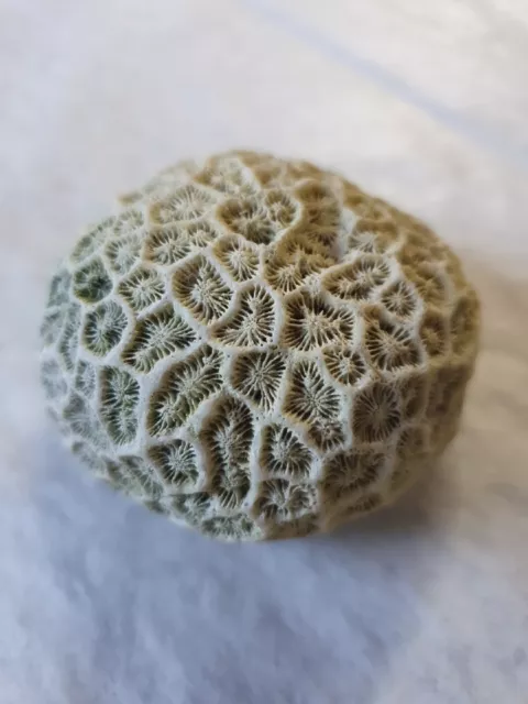 Brain Coral Fossil Brain Coral Fossil