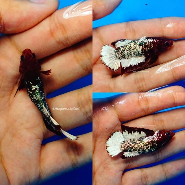 Live Tropical Betta Fish -- Red White Copper | Halfmoon Plakat Female