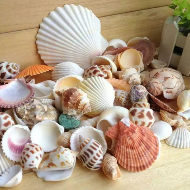 100g Mixed Beach SeaShells Mix Sea Shell Craft Sea Shell Natural Aquarium .AU