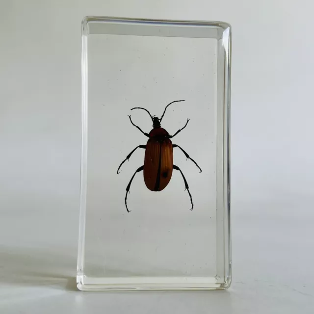 Real Life Bugs And Insects National Geographic Taxidermy Yellow/Orange Beetle