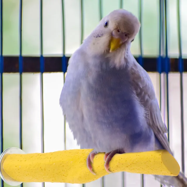Soporte de perca para pájaro resistente al desgaste loro plataforma de pie jaula para pájaros loro perca