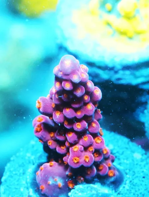 BEAUTIFUL GREEN ACROPORA Zoanthids Paly Zoa SPS LPS Corals, WYSIWYG $4. ...
