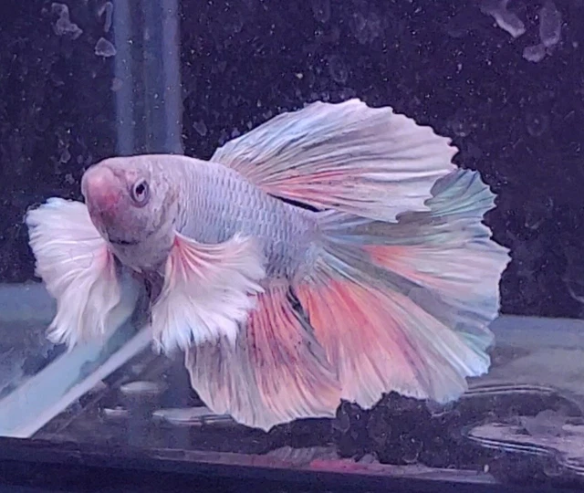Live Betta Fish Turquoise  Male Dumbo Big Ears HM (4 fish + shipping)
