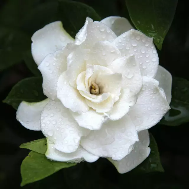 T&M Gardenia Crown Jewels Scented Garden Plant Hardy Shrub Flowering 9cm Pots