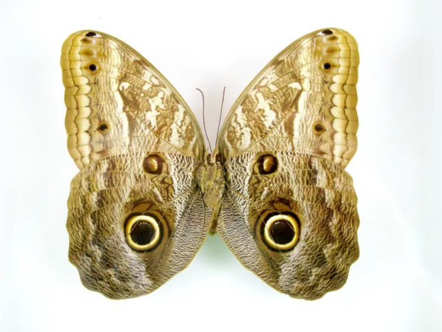 3 real beautiful and huge butterflies in the XXl showcase - single piece - 29 3