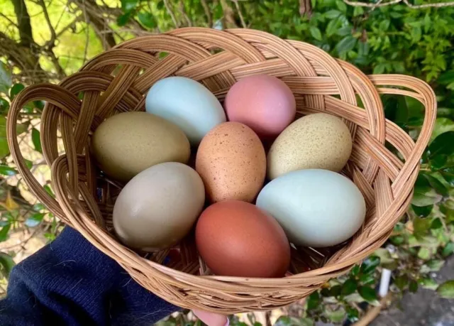 8 Rainbow chicken hatching eggs| Healthy Flock - NOT barnyard Mix