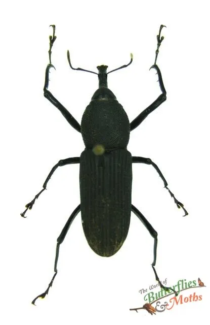 Black Snout Weevil Beetle Rhinostomus barbirostris SET x1 A1- Entomology NICE