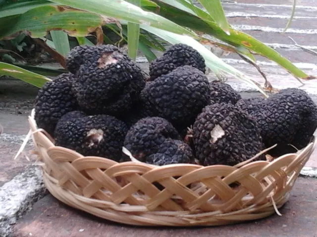 Precious Italian fresh black truffles. Black truffle 200g. 7,05 oz. Mushrooms.