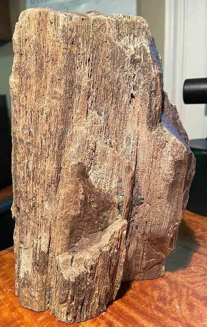 Large Petrified Wood Agatized Natural Log 14" Tree knots Fossil Minerals MustSEE